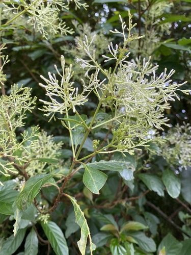Wendlandia formosana, photograph 2