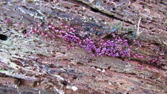 Arcyriaceae