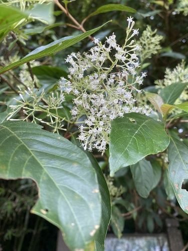Wendlandia formosana, photograph 3