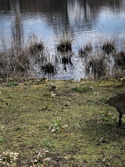 Branta canadensis