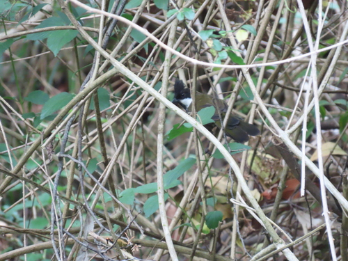 Eastern Whipbird (Psophodes olivaceus), photo 6