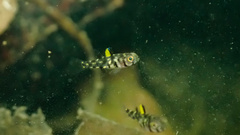 Aru Pandaka photo 2