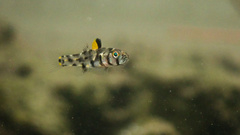 Aru Pandaka photo 3