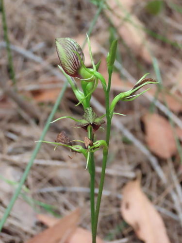 Cryptostylis erecta, photograph 1
