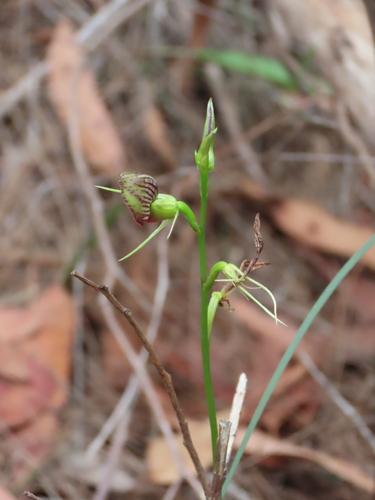 Cryptostylis erecta, photograph 2
