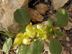 Tripodion tetraphyllum