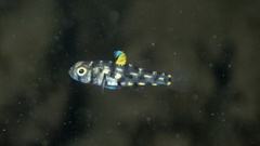Aru Pandaka photo 1
