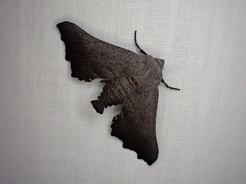 Amphiclasta lygaea
