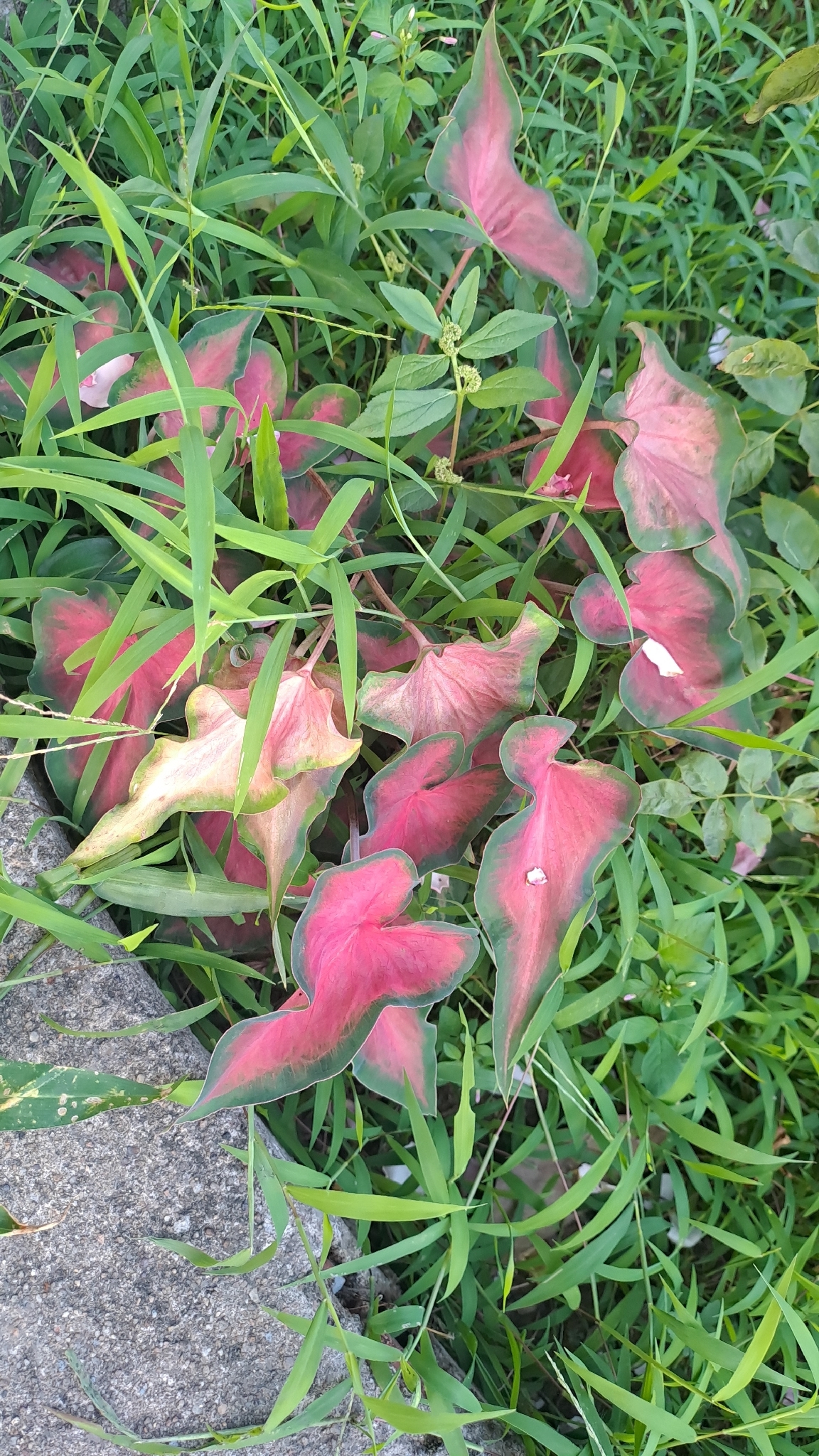 Caladium bicolor (Caladium bicolor)