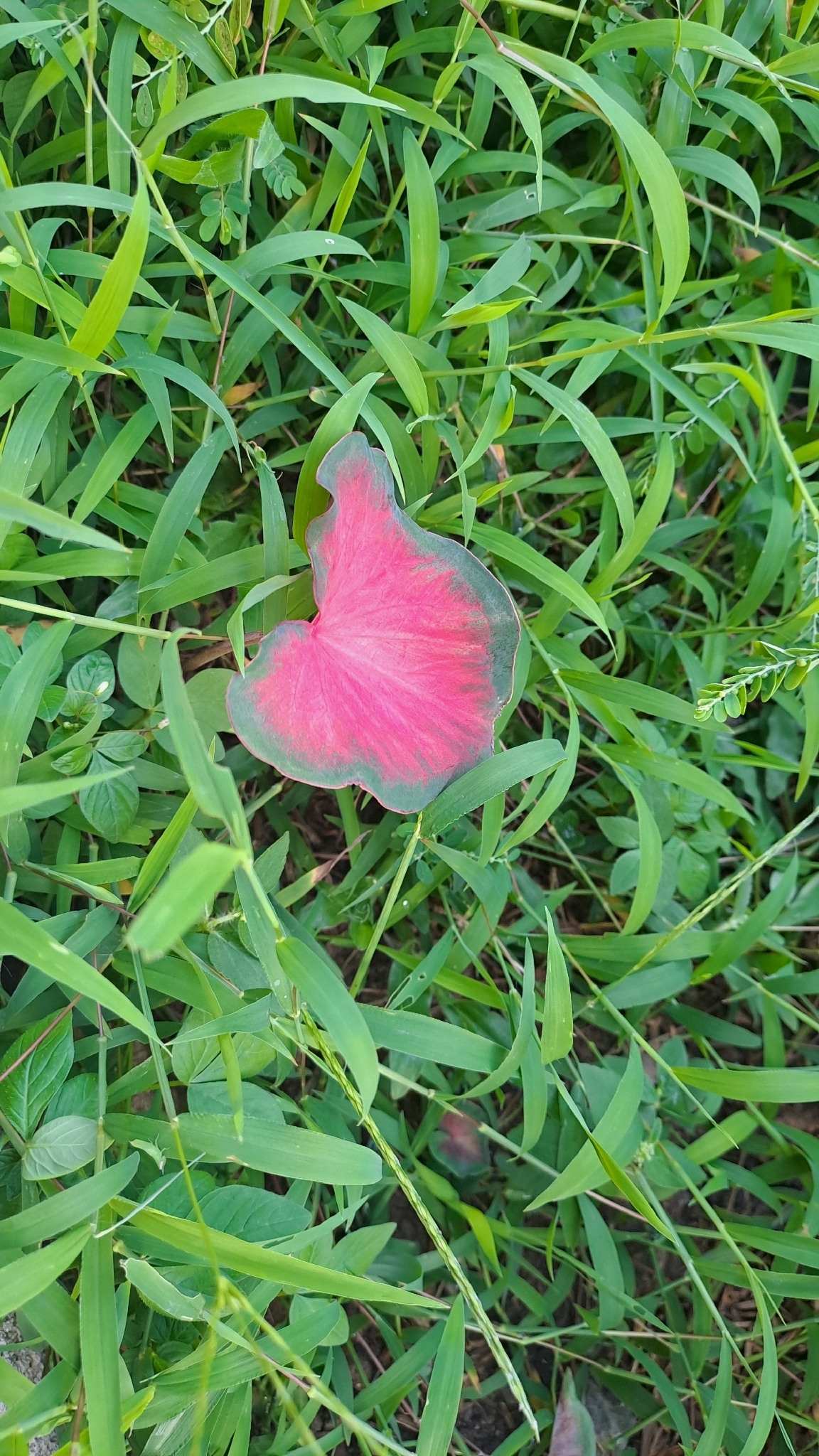 Caladium bicolor — ảnh 2