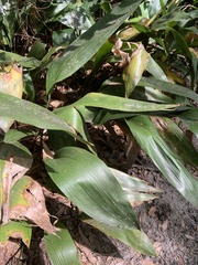 Aspidistra elatior