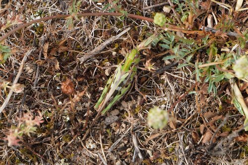 Handsome Cross Grasshopper