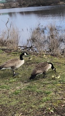 Branta canadensis