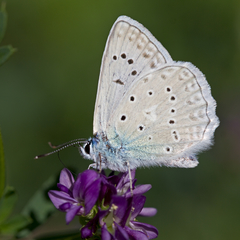 Polyommatus daphnis
