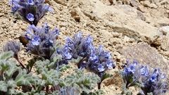 Nepeta longibracteata