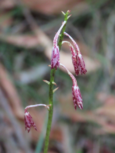 Dipodium variegatum, photograph 3