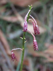 Dipodium variegatum, photograph (c) ian_mcallan, some rights reserved (CC BY)