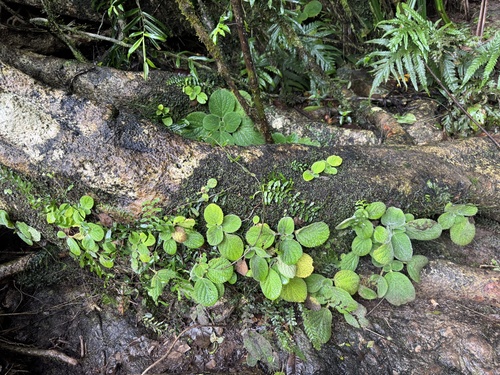 Boea hygroscopica, 2026-07-07