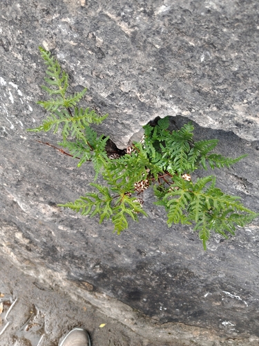 Aleuritopteris argentea iNat (3)