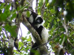 Varecia variegata
