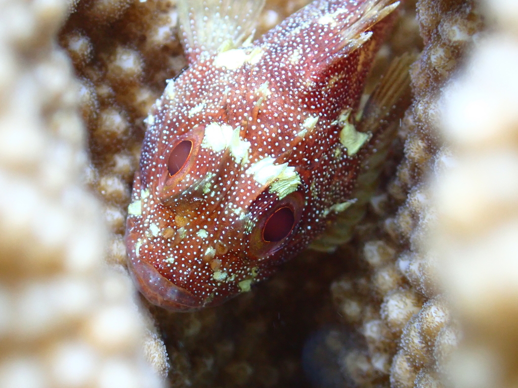 Bicolor Rosefish (Sebastapistes cyanostigma)