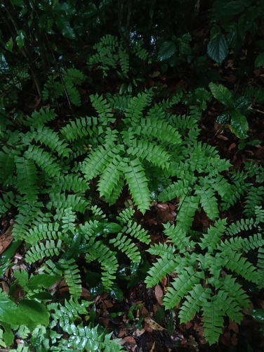 Adiantum trapeziforme observed 2026-07-06
