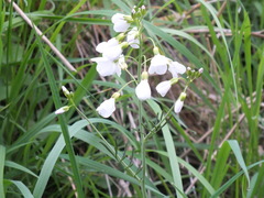 Cardamine pratensis