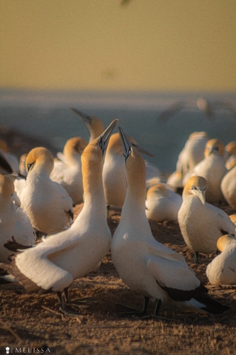 iNaturalist image