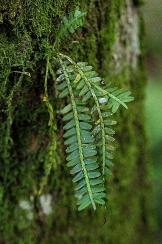 Agrostophyllum observed 2026-07-04