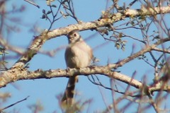 Baeolophus bicolor × atricristatus