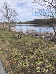 Branta canadensis
