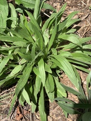 Echinacea pallida