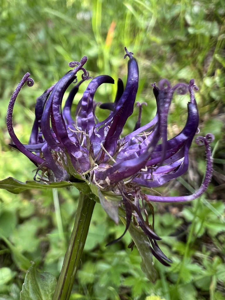 Phyteuma pseudorbiculare