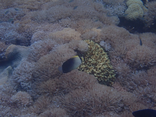 Chaetodontoplus poliourus observed 2026-04-11