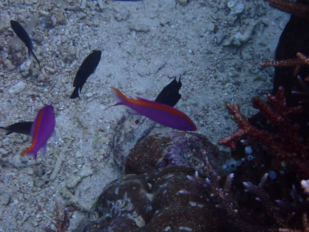 Yellowstriped Fairy Basslet (Pseudanthias tuka)