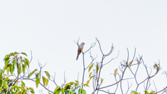 Cacomantis merulinus