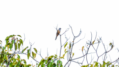 Cacomantis merulinus