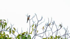 Cacomantis merulinus