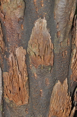 Alsophila borbonica
