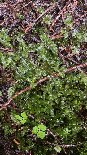 rhizomnium moss