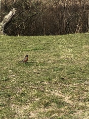 Turdus migratorius