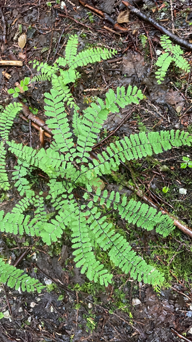 western maidenhair fern