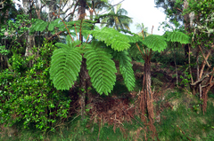 Alsophila borbonica
