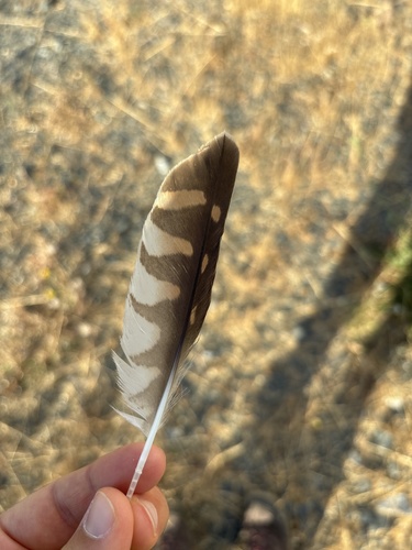 Plume de Faucon crécerelle
