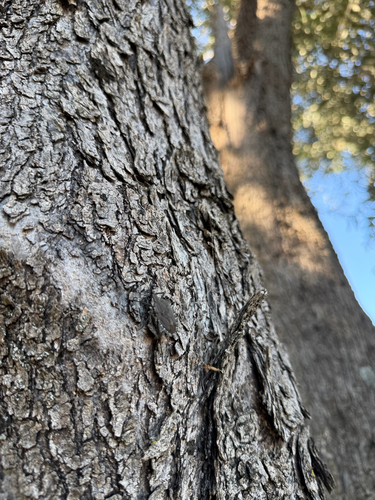 Mediterranean Spiny Stink Bug
