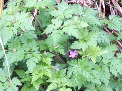 Geranium robertianum
