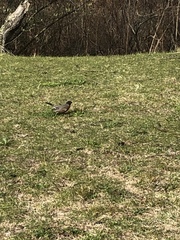 Turdus migratorius