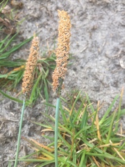 Alopecurus geniculatus