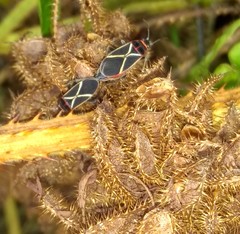 Ochrostomus brasiliensis
