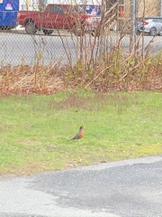 Turdus migratorius